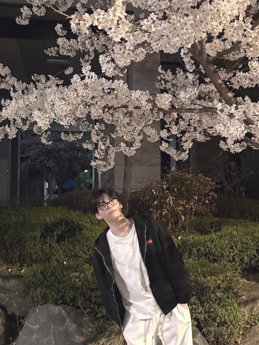 hanntbin's tweet photo. Petals  and  streetlights  morphed  into  one,  the  prettiest  sight  of  all. https://t.co/uLCR36pW6c