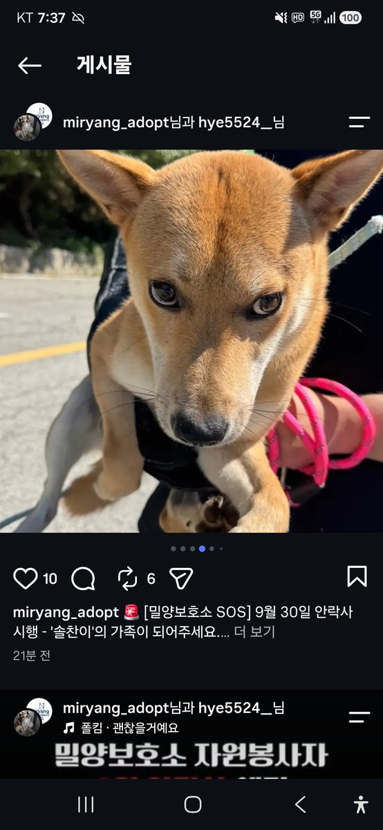 animalrtaccount's tweet photo. 입양문의: 010.2527.3490
9/30 밀양시안락사
솔찬
https://t.co/qGb9UNwqWS https://t.co/BE5jHI0ew6