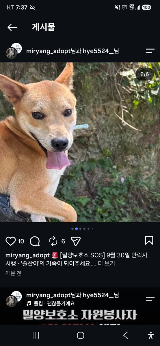 animalrtaccount's tweet photo. 입양문의: 010.2527.3490
9/30 밀양시안락사
솔찬
https://t.co/qGb9UNwqWS https://t.co/BE5jHI0ew6