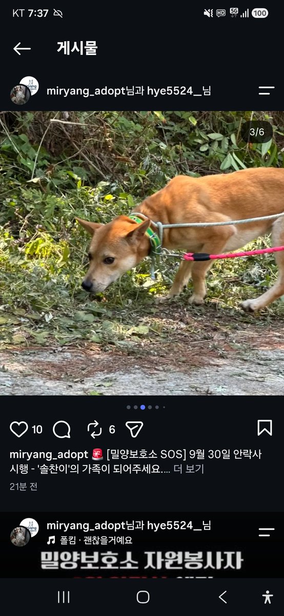 animalrtaccount's tweet photo. 입양문의: 010.2527.3490
9/30 밀양시안락사
솔찬
https://t.co/qGb9UNwqWS https://t.co/BE5jHI0ew6