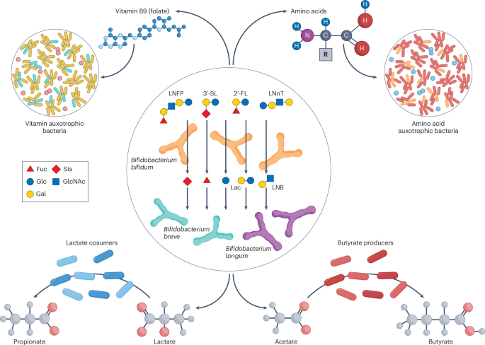 NatureRevMicro's tweet photo. New online! Bifidobacteria: biogeography, host adaptation and ecological functions https://t.co/T6WNY1jT3H https://t.co/FQyw2IQqYC