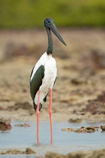 harryfisher11's tweet photo. Black necked stork

#blackneckedstork #nature #wildlife #wildlifephotography #naturephotography #animalspotting #forest #brisbane #queensland #australia. https://t.co/9Nbo6D2ncJ