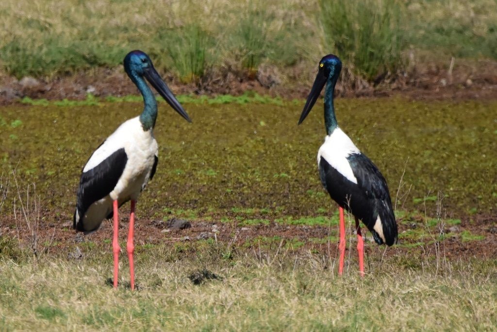 harryfisher11's tweet photo. Black necked stork

#blackneckedstork #nature #wildlife #wildlifephotography #naturephotography #animalspotting #forest #brisbane #queensland #australia. https://t.co/9Nbo6D2ncJ