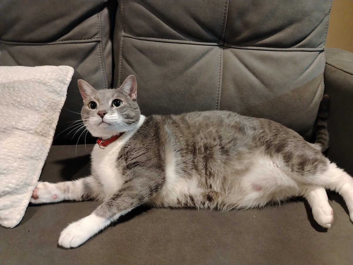 Hoshi_Mel22's tweet photo. Como amo a mi gata, si tan solo ella supiera cuántas veces me ha salvado... https://t.co/gaiFxOuUNV