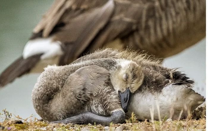 harryfisher11's tweet photo. Sleeping goose

#gooselovers #geese #nature #wildlife #wildlifephotography #naturephotography #animalspotting #forest #brisbane #queensland #australia. https://t.co/uSXwibkRw9