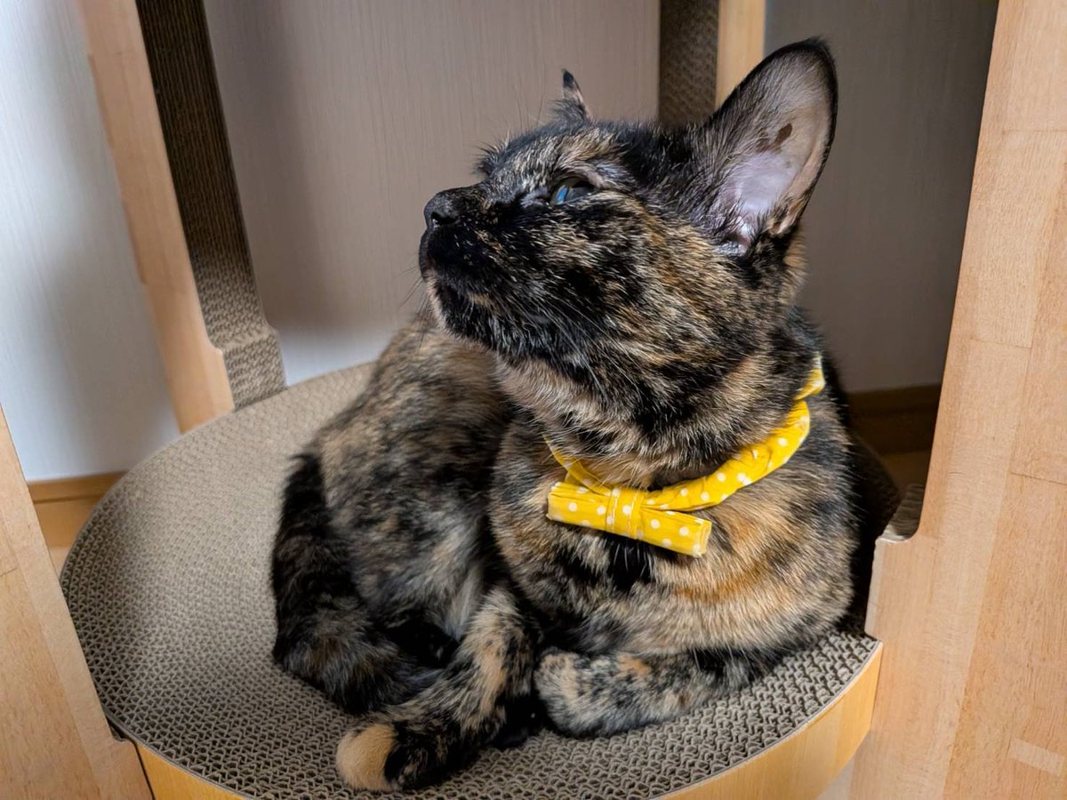 tanutanukasan's tweet photo. 最近下の段にいる。
#猫 #保護猫 #サビ猫はいいぞ https://t.co/ec69EAmL4n