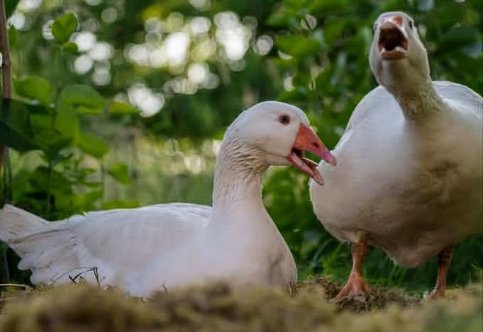 harryfisher11's tweet photo. Keep off my eggs

#gooselovers #geese #nature #wildlife #wildlifephotography #naturephotography #animalspotting #forest #brisbane #queensland #australia. https://t.co/qePsvZ9mDn