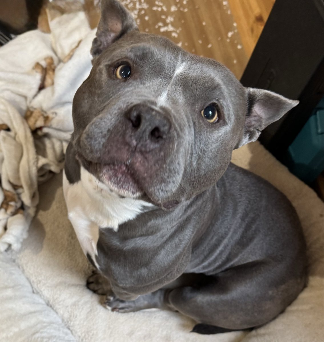 WhattonTracey's tweet photo. @NiallHarbison We don’t deserve the love and joy they give to us - my pocket bully rescue, Kevin, the result of overbreeding, was found on the side of the road injured and dumped but he is my baby ❤️‍🩹❤️‍🩹 https://t.co/8IRfkyCri2