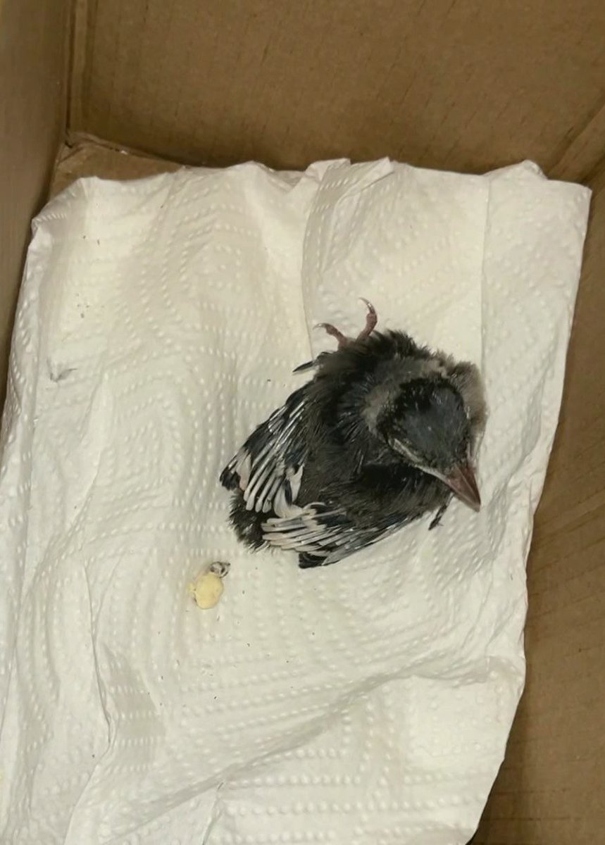 itokaorizur's tweet photo. RIP Jeffery, the blue jay I found last night. I set up a replacement basket-nest but didn’t make it.
#Feathers #LYKNDuskAndDawnxHoChiMinhCity https://t.co/6HITVOfz3u
