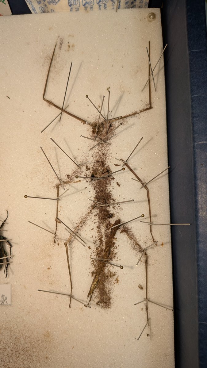 tabirowx's tweet photo. 最近部屋にカツオブシムシの幼虫いたからやられてるかもとは思ってたが展足板に2年近く放置してたナナフシが綺麗に食われてた…
最近時間なくて標本全くいじってなかったから気付かんかったわ。 https://t.co/k4WPvR3bbF