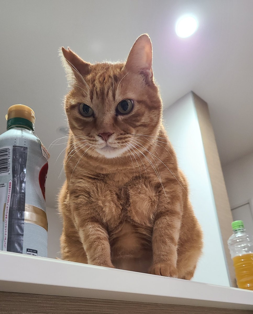 KomoChibo's tweet photo. 猫界の爆乳担当。 https://t.co/2RQds8E89h