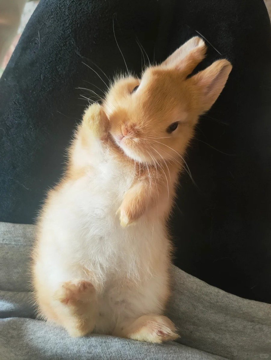 ShouldHaveRabit's tweet photo. High five. https://t.co/xOmoHBf3ny