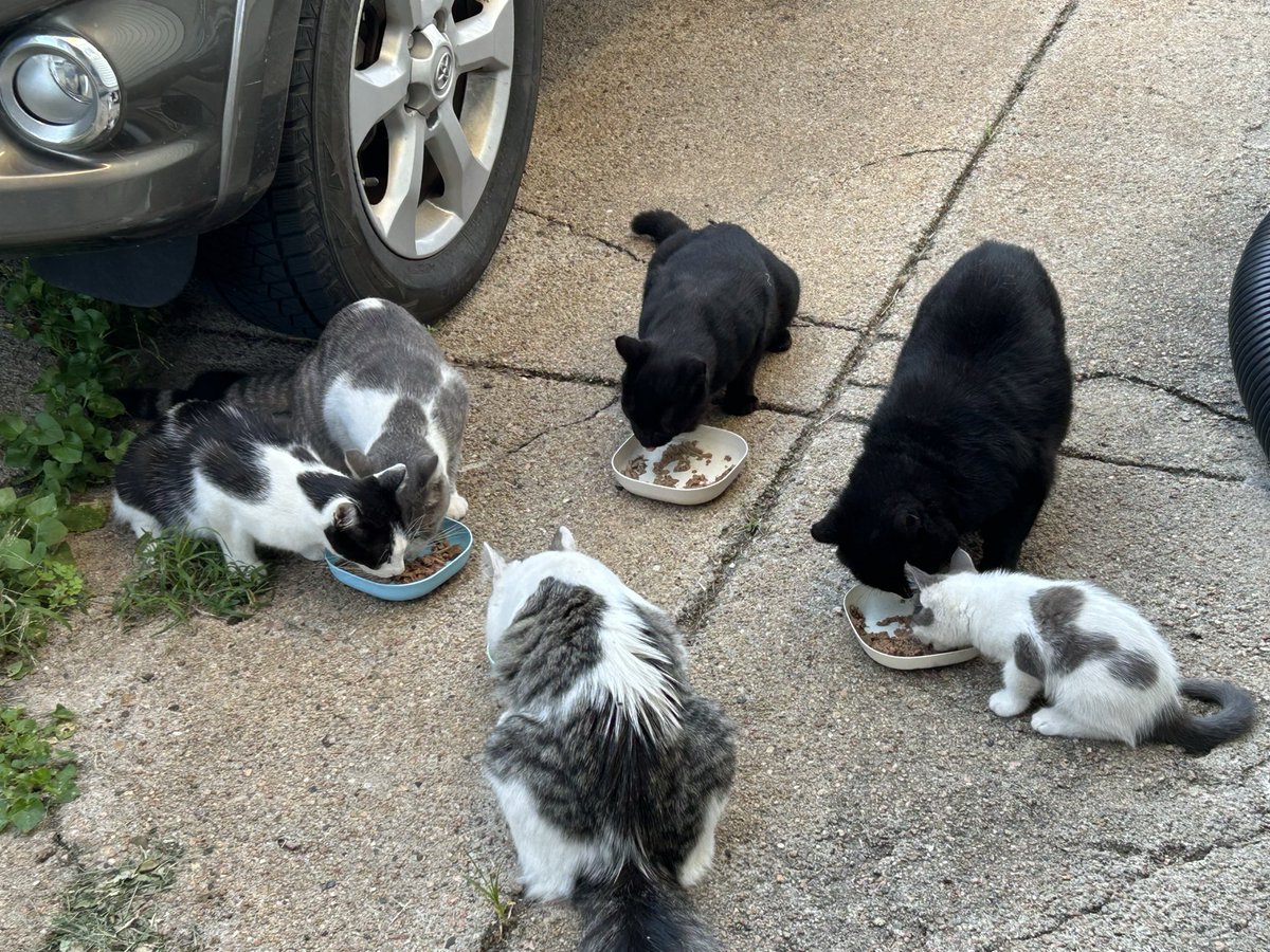 SctorkT's tweet photo. A few of our stray crew at dinner.  We were ‘dog people’ once upon a time.  Now we feed stray cats every day.  Life is full of surprises eh ￼❤️❤️❤️ https://t.co/USQJfR97Ca