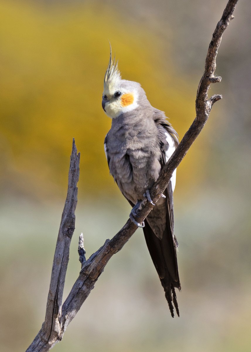 SandyHorne61's tweet photo. 9 times out of 10, I sit quietly and patiently while dealing with heat &amp; dust &amp; flies - &amp; get nothing. Then, on that 10th time, the universe will gift me a moment. Two cockatiels landed right in front of me at Gluepot - right in the spot I was hoping they would land. A miracle! https://t.co/MwWm0ZWKWa