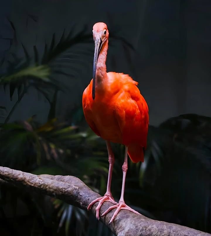 harryfisher11's tweet photo. The Scarlet Ibis bird

#scarletibiibisbird #bird #nature #wildlife #wildlifephotography #naturephotography #animalspotting #forest #brisbane #queensland #australia.. https://t.co/VeUVWh8Txz