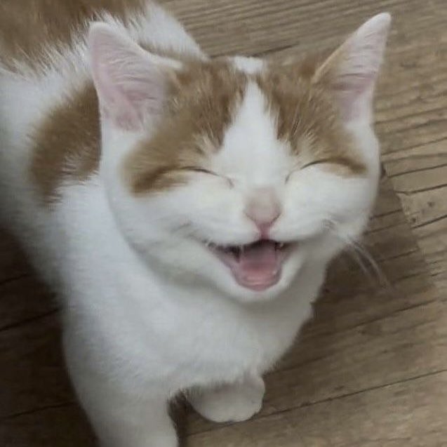 smilemycute's tweet photo. จิ๋ว 🐱🤏🏻 https://t.co/rNFVofilWs