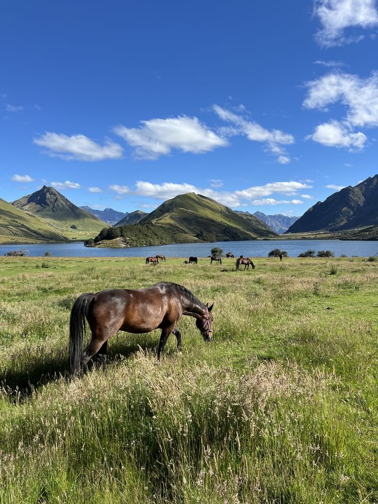onllycutestuff's tweet photo. Queenstown, New Zealand https://t.co/IHkSGPI58e