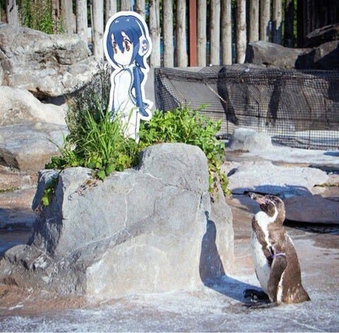 kaptrice's tweet photo. Yumeshipping penguin https://t.co/br23z460RK