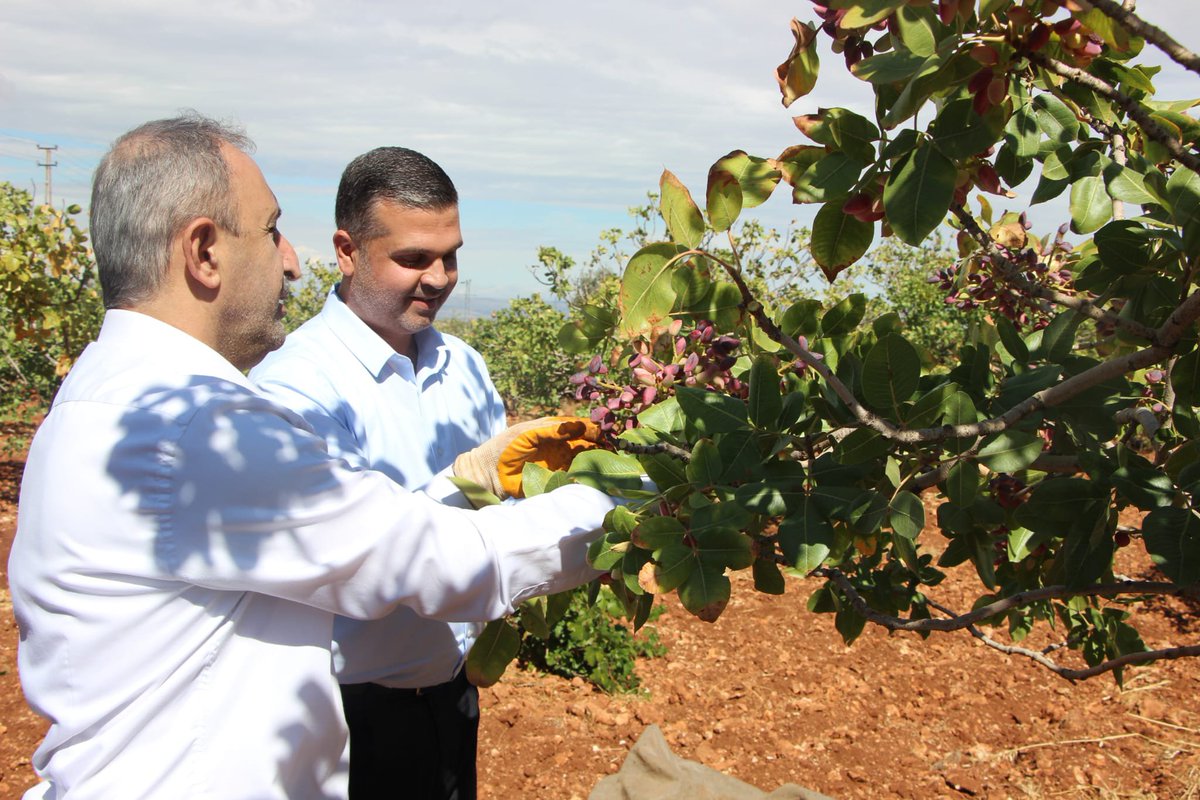 antephudapar's tweet photo. 🌿 Çiftçilerimizin Yanındayız!
HÜDA PAR Gaziantep Milletvekilimiz Sayın  Şahzade Demir, İl Başkanı  Sayın Mustafa Kaya ve beraberindeki heyetle birlikte Nizip'in Boyluca Mahallesi'nde fıstık hasadı yapan vatandaşlarımız ve çiftçilerimizle bir araya geldi.
Ziyarette çiftçilerimizin sorun ve sıkıntıları yerinde dinlenerek, talep ve beklentileri hakkında istişarelerde bulunuldu.
Üreten çiftçimizin emeği, alın teri ve mücadelesi bizim için kıymetlidir.
#HÜDAPAR #Gaziantep #Nizip #şahzadedemir