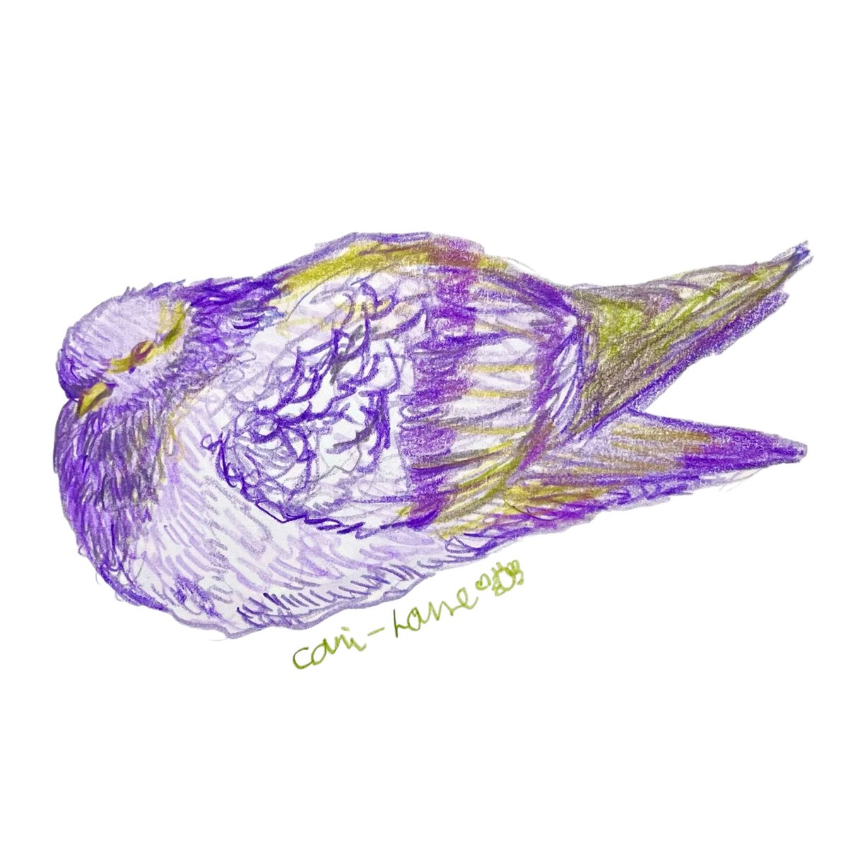 cani_house's tweet photo. #ずんぐり

#スケッチ　#イラスト　#アナログイラスト
#色鉛筆　#毎日投稿　#カワラバト　#ドバト　#鳩　#野鳥　#生体コンパス https://t.co/Ql4XI1wp0L