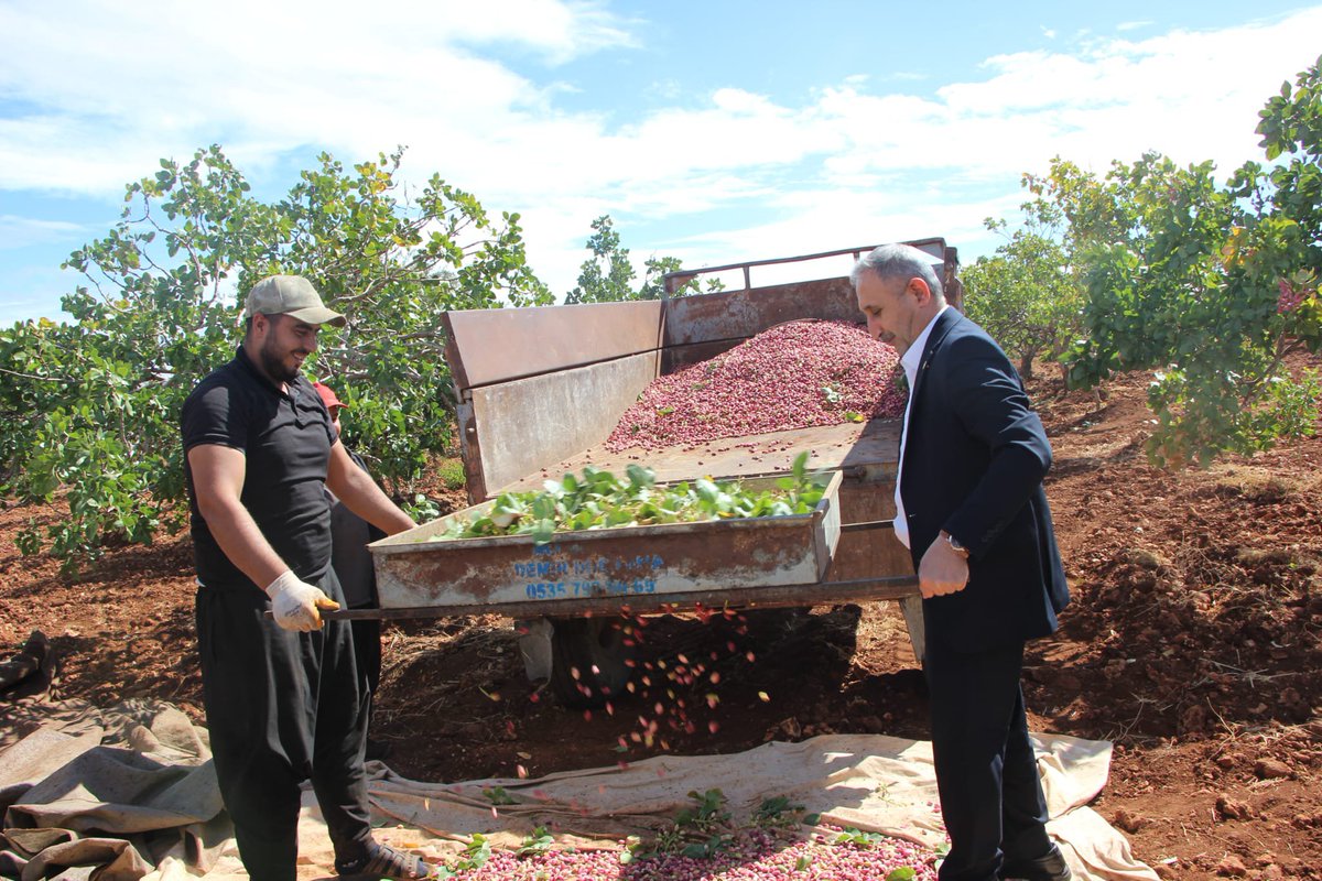 antephudapar's tweet photo. 🌿 Çiftçilerimizin Yanındayız!
HÜDA PAR Gaziantep Milletvekilimiz Sayın  Şahzade Demir, İl Başkanı  Sayın Mustafa Kaya ve beraberindeki heyetle birlikte Nizip'in Boyluca Mahallesi'nde fıstık hasadı yapan vatandaşlarımız ve çiftçilerimizle bir araya geldi.
Ziyarette çiftçilerimizin sorun ve sıkıntıları yerinde dinlenerek, talep ve beklentileri hakkında istişarelerde bulunuldu.
Üreten çiftçimizin emeği, alın teri ve mücadelesi bizim için kıymetlidir.
#HÜDAPAR #Gaziantep #Nizip #şahzadedemir