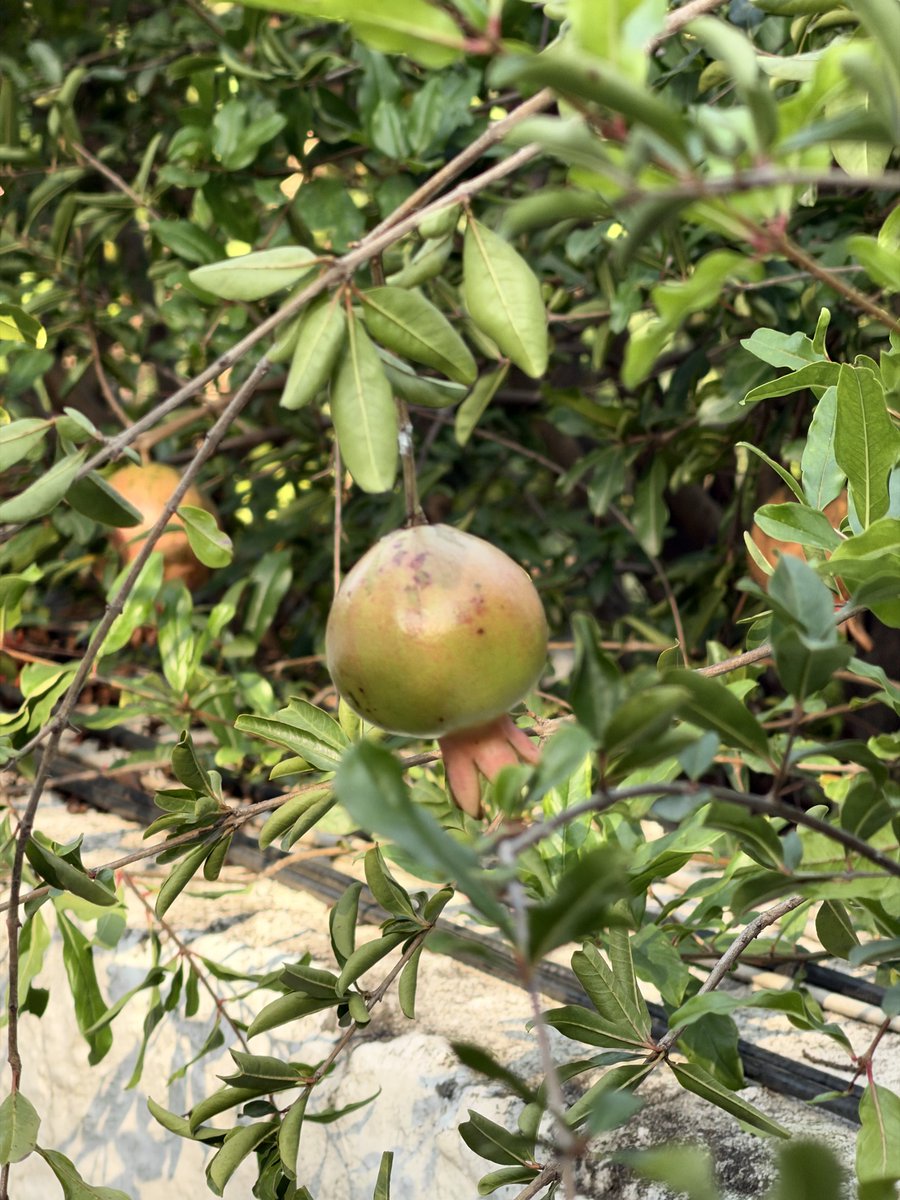 mehtababd's tweet photo. iPhone 18 Pro 200mm vs. OPPO Find X9 Ultra 230mm https://t.co/yz224zvItx