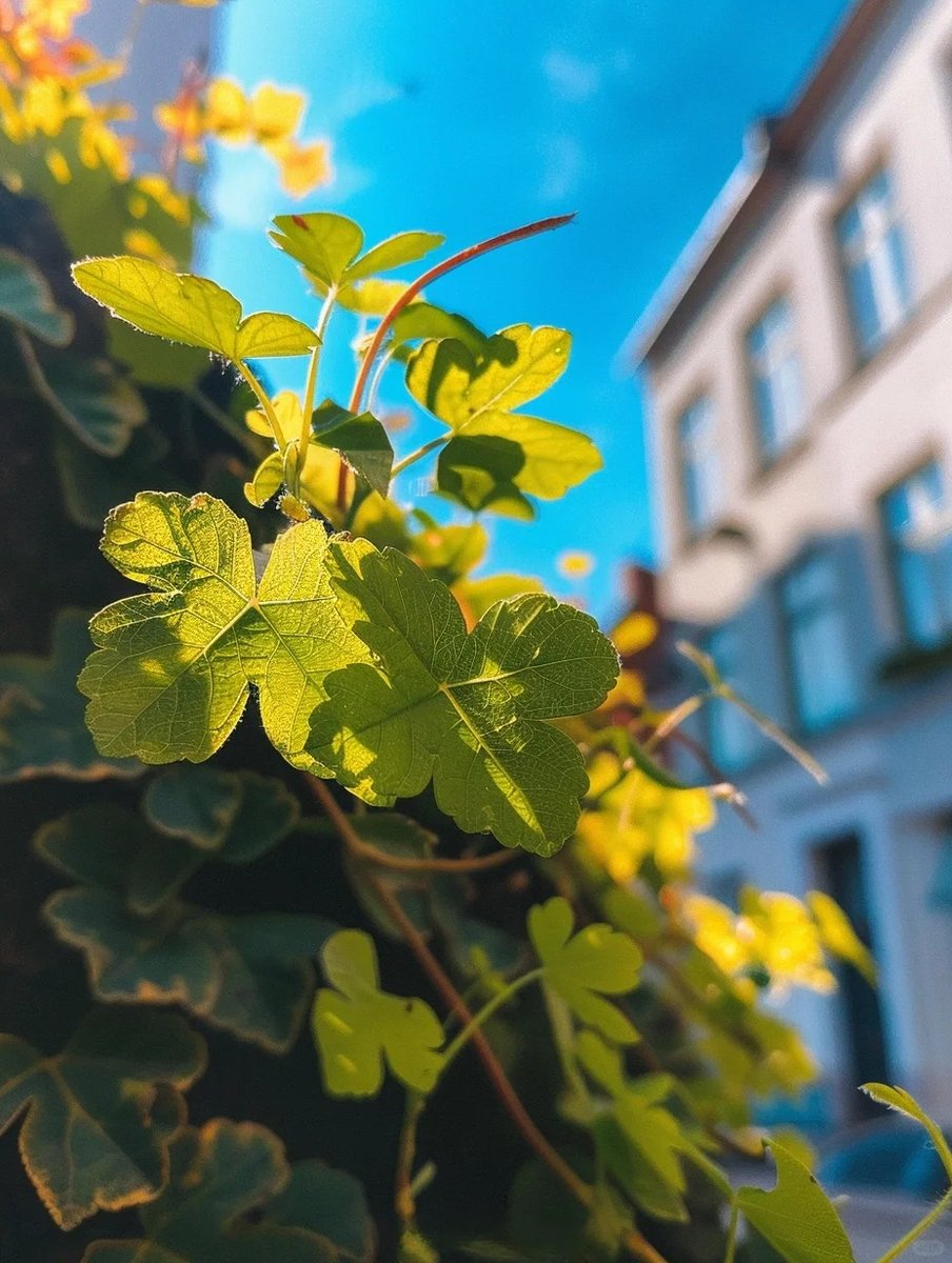 jason_stan221's tweet photo. New to photography Start with your phone! Learn to play with natural light u0026 focus on simple scenes—no fancy gear needed. https://t.co/kBMnb7GCAA