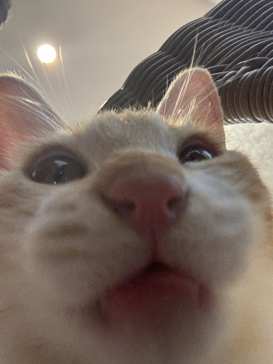 nyaaaa___lll's tweet photo. #ネコ https://t.co/f1mAcykUHx