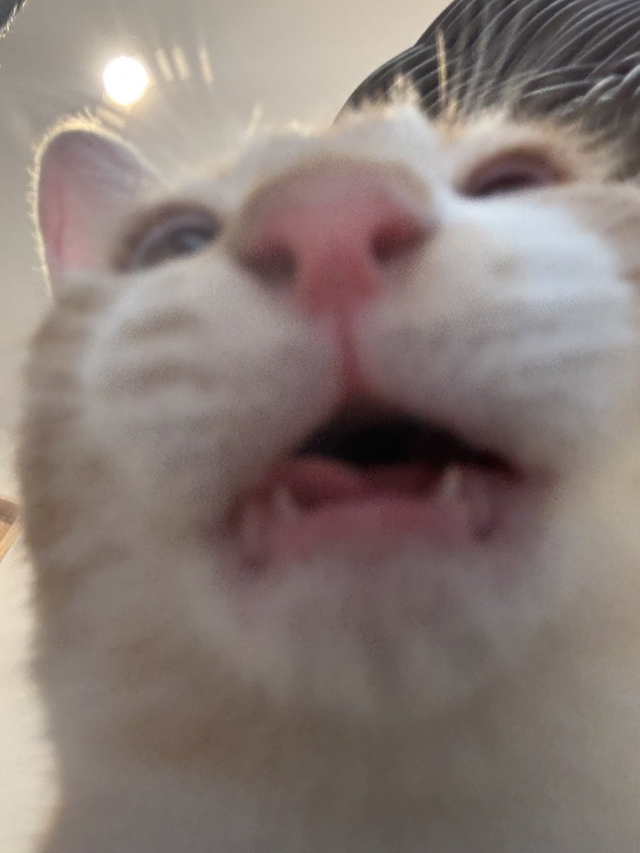 nyaaaa___lll's tweet photo. #ネコ https://t.co/f1mAcykUHx