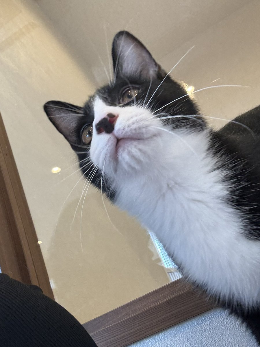 nyaaaa___lll's tweet photo. #ネコ https://t.co/f1mAcykUHx