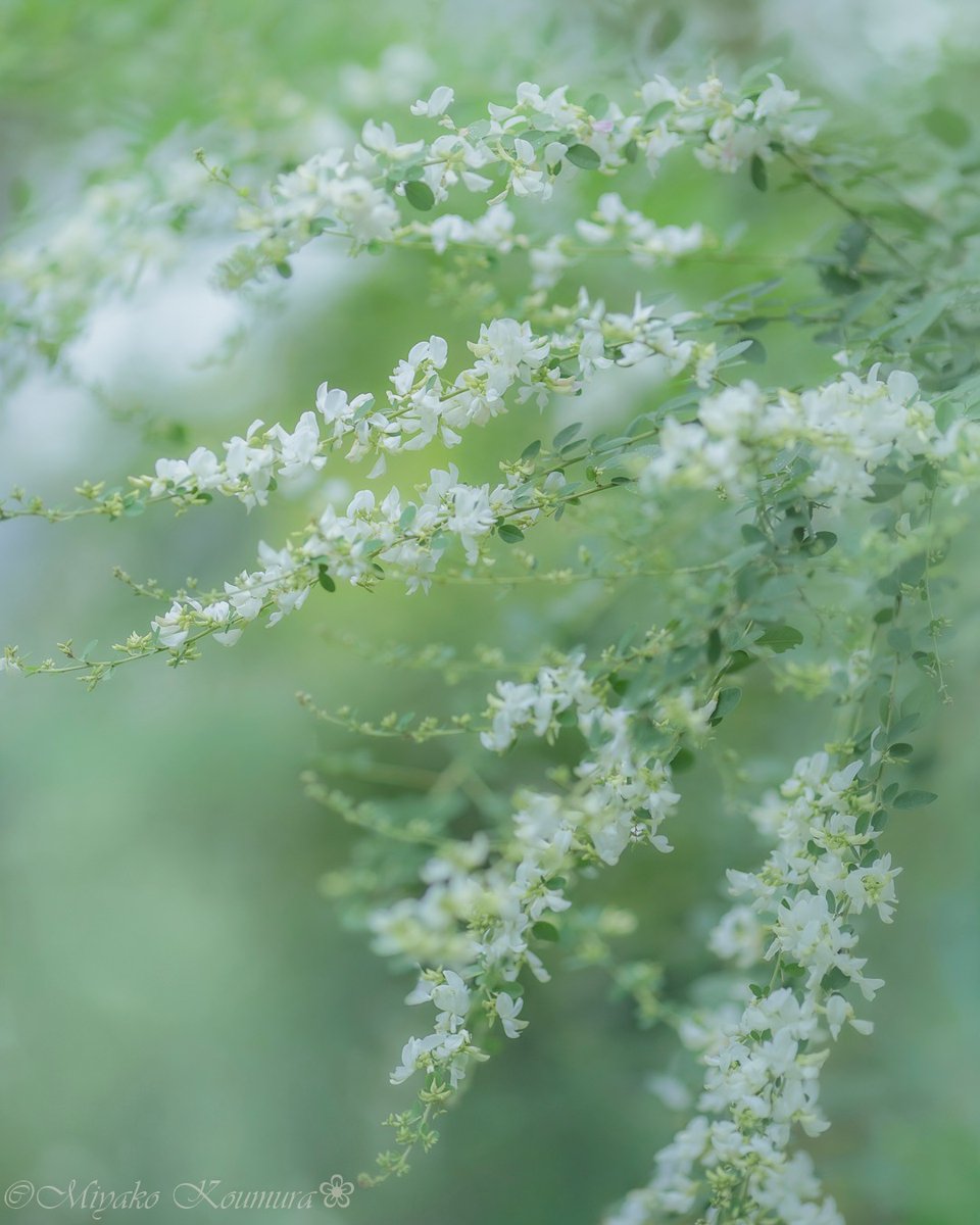 _monica_as's tweet photo. “Nature is always beautiful to those 
who always look for beauty in her.”

~ John Richard Vernon 
𝑇ℎ𝑒 𝐻𝑎𝑟𝑣𝑒𝑠𝑡 𝑜𝑓 𝑎 𝑄𝑢𝑖𝑒𝑡 𝐸𝑦𝑒
·

© 𝐻𝑎𝑔𝑖 flowers by Miyako Koumura https://t.co/iigV4pKe1U