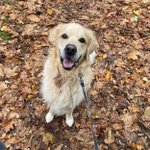 Photo by Barney (@RetrieverBarney)