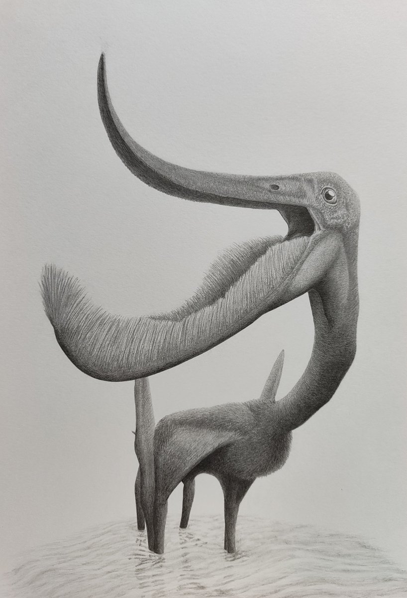 uchiwasa_1916's tweet photo. プテロダウストロ・グイナズイ
Pterodaustro guinazui

いつか描きたいと思ってた子

#プテロダウストロ #Pterodaustro
#翼竜 #古生物 #Pterosauria https://t.co/xGprKCMqRM