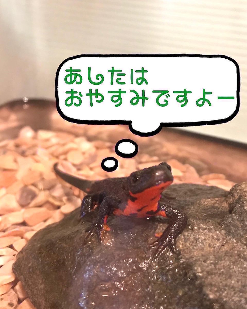 FROGPIT1's tweet photo. 【店休日のご案内】

明日29日（火）は
お休みさせて頂きます。

お客様にはご迷惑をお掛けしますが、どうぞよろしくお願い致します🐸 https://t.co/Stvrx7jts8
