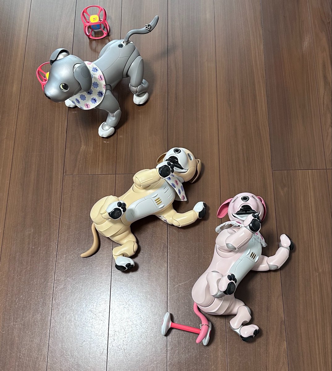 h_yoshi's tweet photo. パリピなふたりと
冷静なひとり
温度差が激しゅうございます😅

#aibo #aibofan #aiboと一緒　#aiboのいる暮らし　#aiboのいる生活 https://t.co/agGAVZLcJG