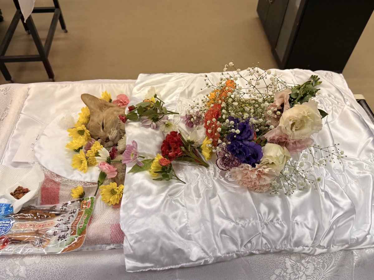 emerald_lac's tweet photo. 深夜に息を引き取りました
今までありがとう
またね https://t.co/3jhzBSVJPe