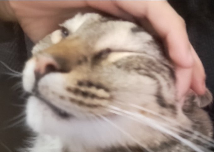 CatsHeld's tweet photo. https://t.co/dmeXXAxgK4