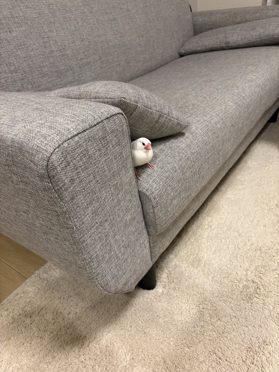 chaso_zu's tweet photo. なんかでかくない？ https://t.co/TZJRbPPQDP