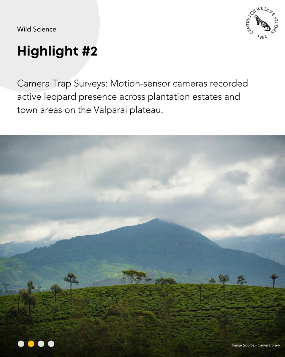 cwsindia's tweet photo. How do leopards and people share space in high-density plantation landscapes? A study on the Valparai plateau explores leopard occurrence, wild prey availability, and human-wildlife conflict patterns. 

Read our latest blog here: https://t.co/dV8xMB1zUw https://t.co/KqsGkMZPCl