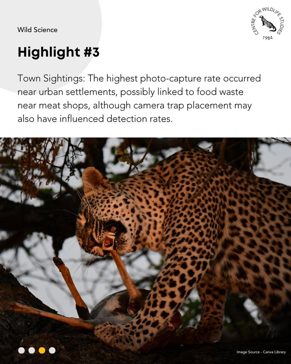 cwsindia's tweet photo. How do leopards and people share space in high-density plantation landscapes? A study on the Valparai plateau explores leopard occurrence, wild prey availability, and human-wildlife conflict patterns. 

Read our latest blog here: https://t.co/dV8xMB1zUw https://t.co/KqsGkMZPCl