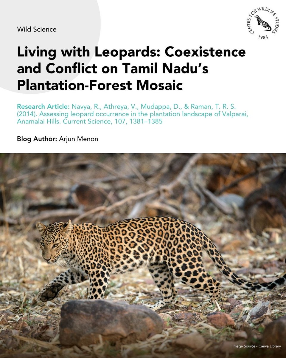 cwsindia's tweet photo. How do leopards and people share space in high-density plantation landscapes? A study on the Valparai plateau explores leopard occurrence, wild prey availability, and human-wildlife conflict patterns. 

Read our latest blog here: https://t.co/dV8xMB1zUw https://t.co/KqsGkMZPCl