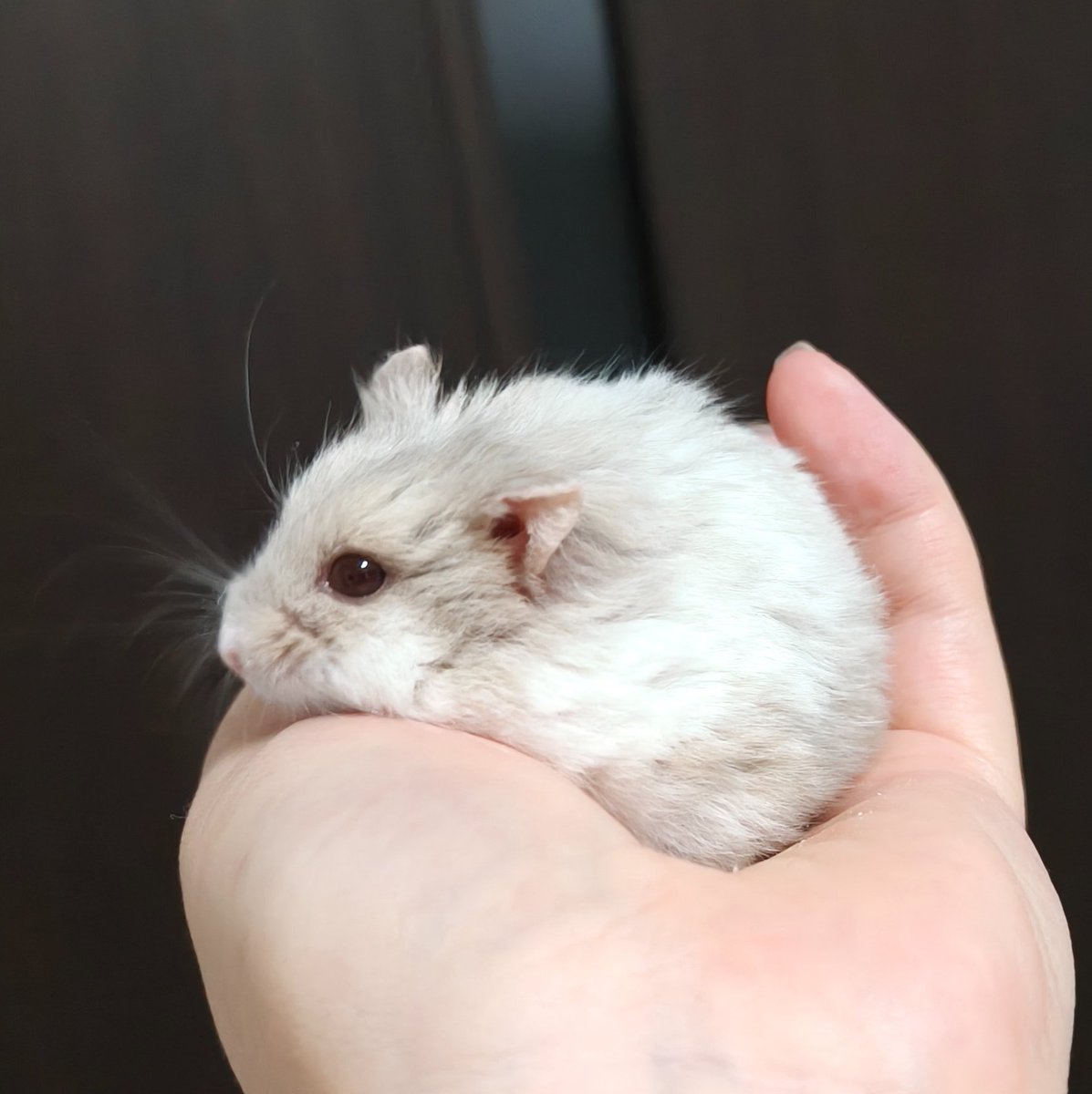 wfoml's tweet photo. らてくんお迎えして今日で1年 本ハムは大好きなカジリカをもらって満足そうにしている https://t.co/nIVhytPXFL