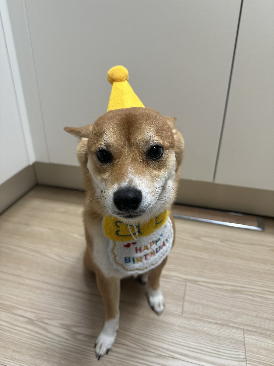 Ras9915's tweet photo. いっぱいいわってくれてありがとうございます！！！こんのけーきはだめでかわりにこれ！ https://t.co/Oi2jvvcfEl