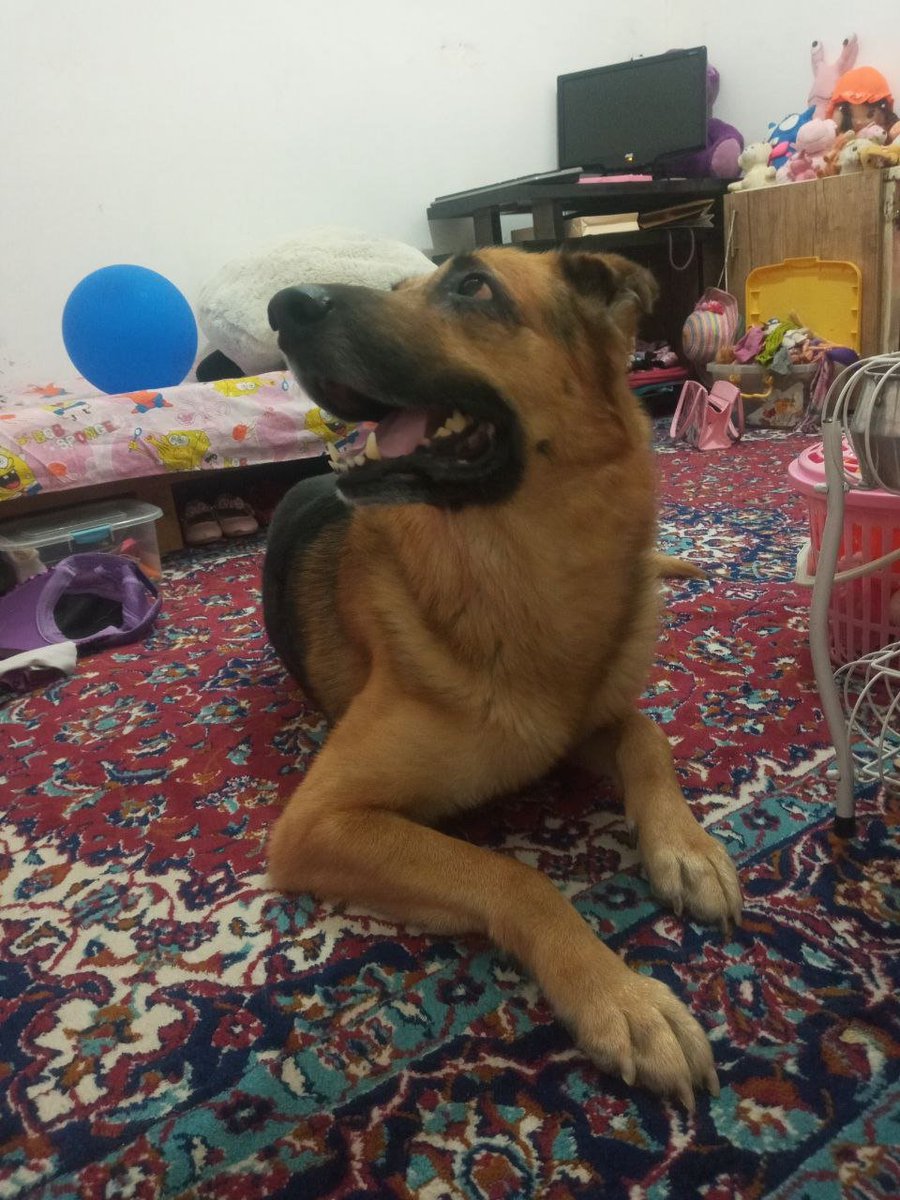 SepideRahimizee's tweet photo. My gorgeous boy🐶😘

#gsdislove #gsd #mydog #alex #germanshepherd https://t.co/xenhpekMfz