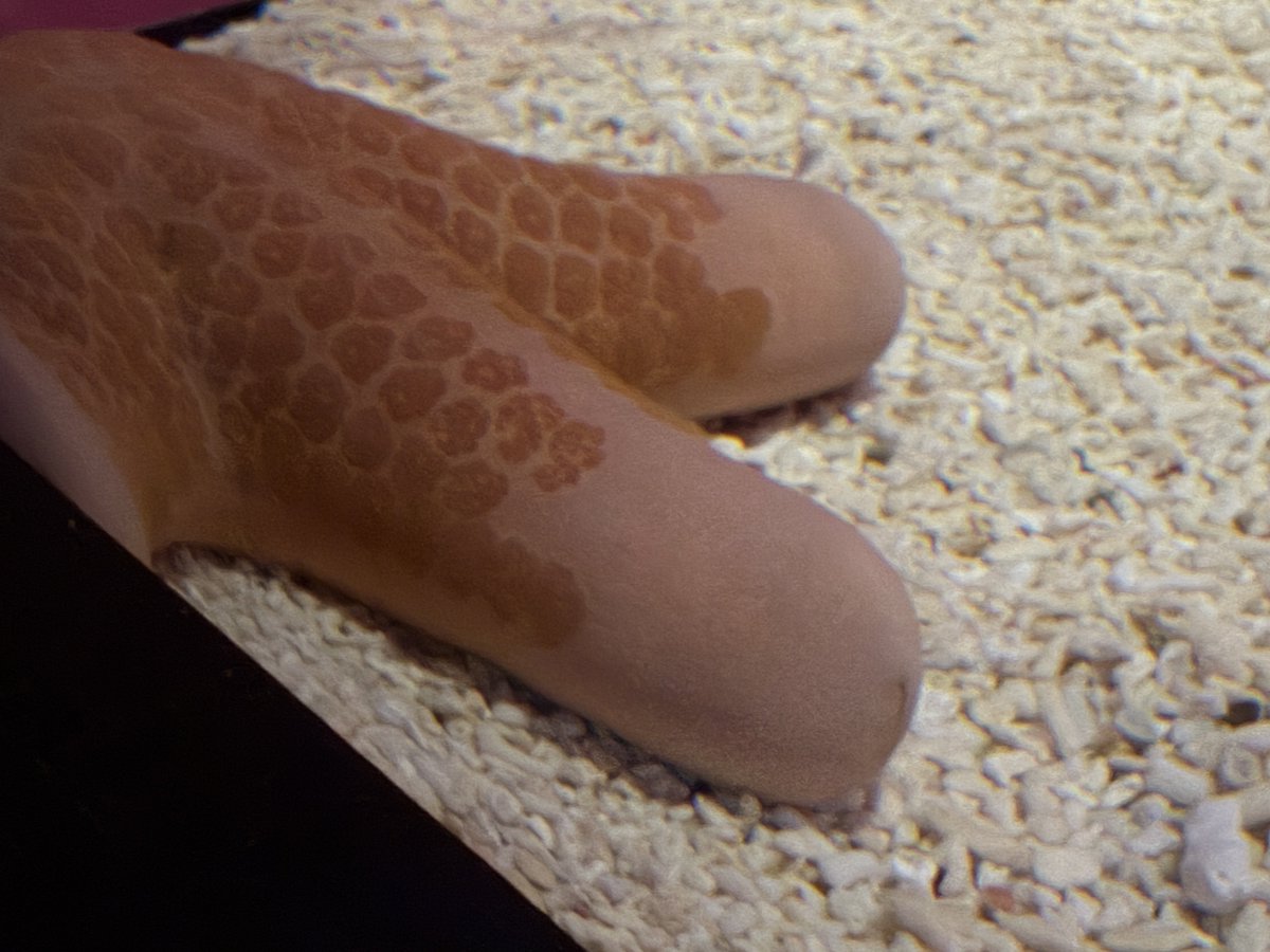 InvisibleBorder's tweet photo. またまた、これらぎちゃん絶対好きやろシリーズ
かなりピンクピンクしてるよ！

まあ、写真はこういうのばかりですが、動物の生態をこと細かく教えてくれる展示で面白かったです！

ちそちそ https://t.co/nvlfqPgXb5