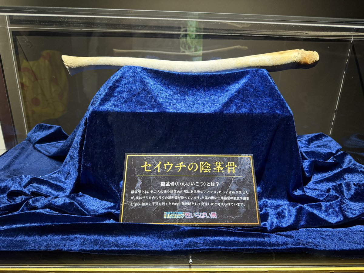 InvisibleBorder's tweet photo. またまた、これらぎちゃん絶対好きやろシリーズ
かなりピンクピンクしてるよ！

まあ、写真はこういうのばかりですが、動物の生態をこと細かく教えてくれる展示で面白かったです！

ちそちそ https://t.co/nvlfqPgXb5