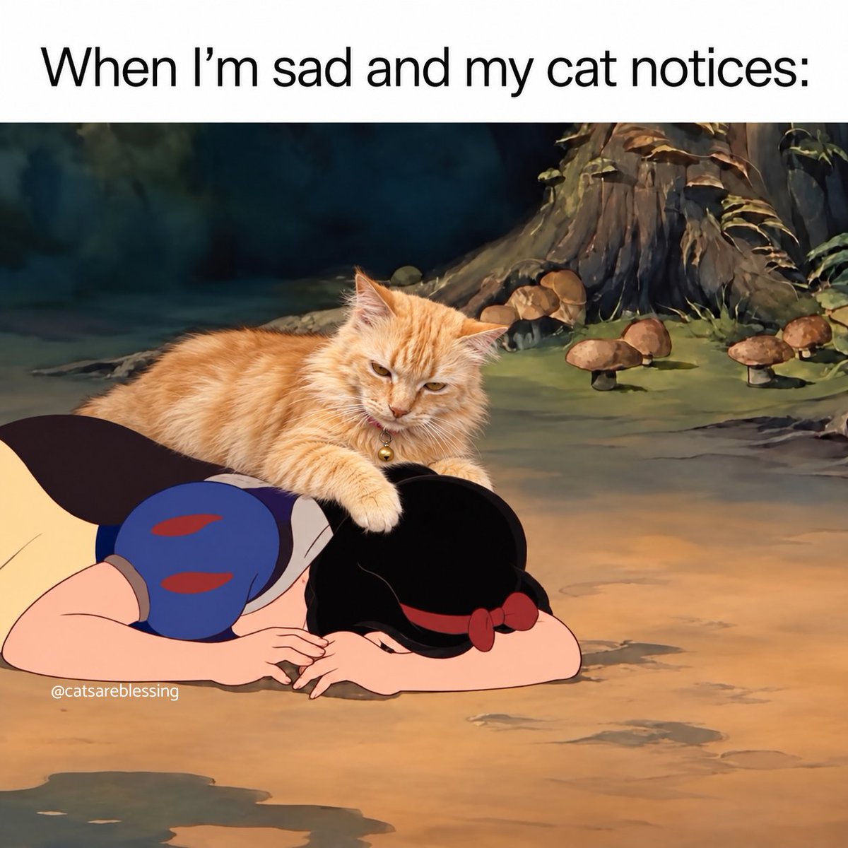 catsareblessing's tweet photo. https://t.co/Mq5SvgNnYw