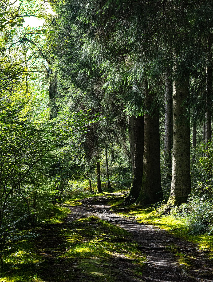 db_images's tweet photo. Forest Trail.
#forest #foresttrail #cobleland #aberfoyle #stirling #Scotland #Trees https://t.co/fHgYLY8rnE