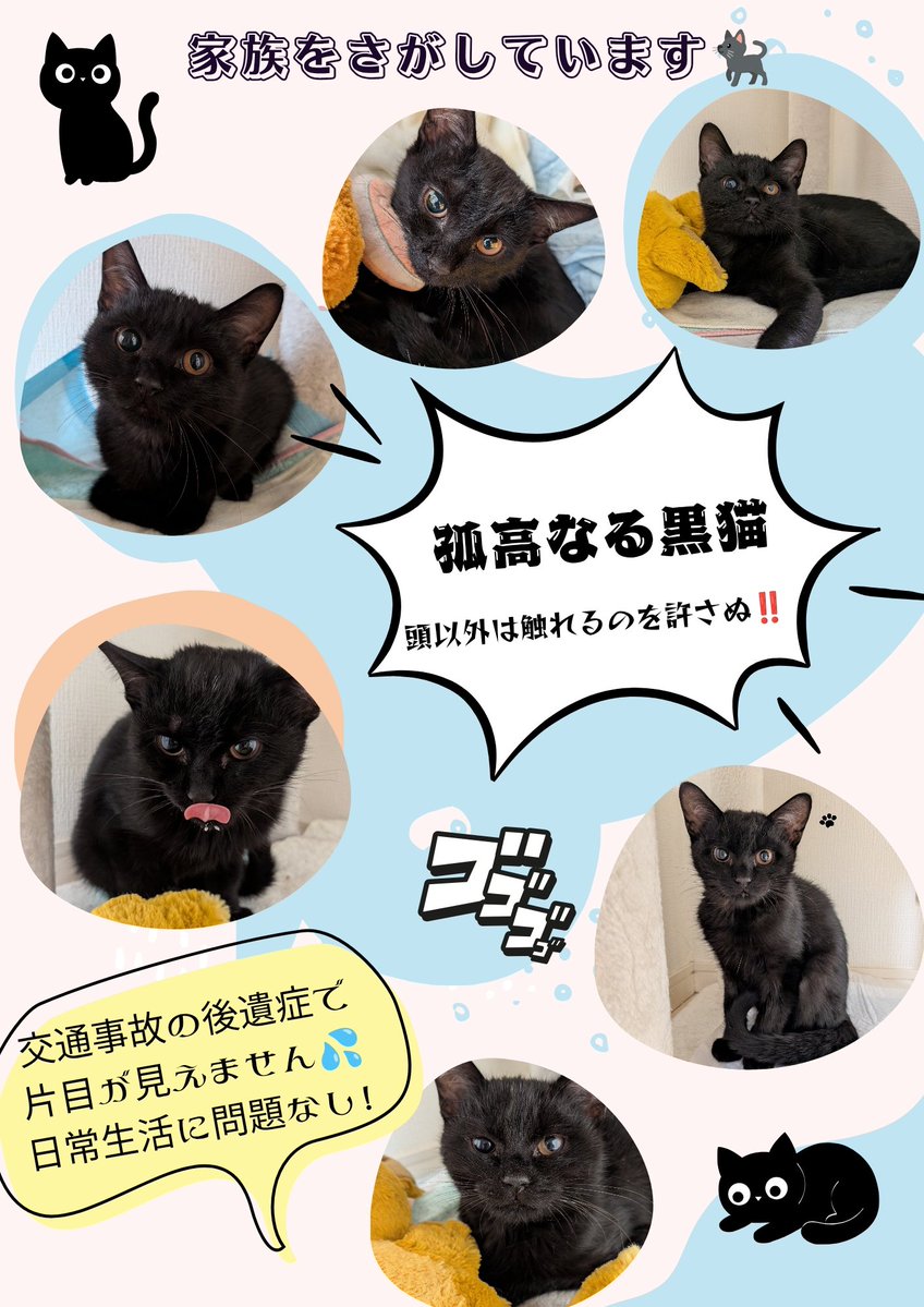 yukito1013dc's tweet photo. 【ねこの里親さん募集🐈‍⬛】
頭撫で撫でのみ大好き、怒り顔もとっても可愛い黒猫くんです✨
ワクチン済み、未去勢(事故の回復を待ってからになります)

譲渡は基本的に福島県内の方対象ですが、県外も検討致しますので御相談下さい。
#猫 #里親募集 #里親 #保護猫 #福島県 #黒猫 https://t.co/a2fv8FHjQi
