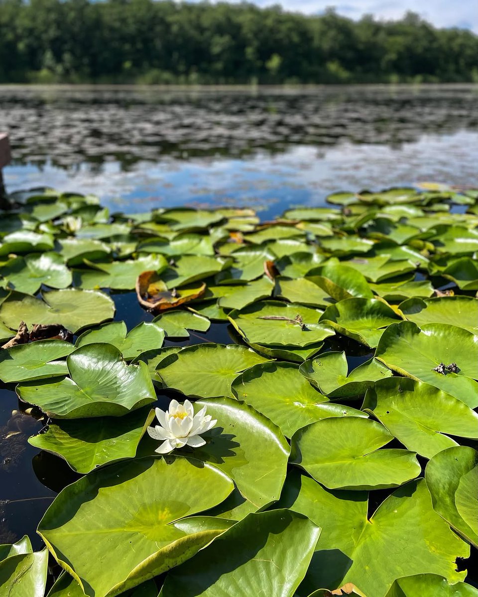 iktm39's tweet photo. Hamam Gölü, yeşilin suya karıştığı sakin manzarasıyla doğanın en güzel sürprizlerinden birini sunuyor. 🌿
Telefonunu sessize al, bu huzurun sesini dinlemeye gel.🍃
@valikirklareli
@ugurturan68
#doğa #rota #hamamgölü #iğneada #kırklareli https://t.co/1XkOr7rElS